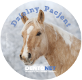 Naklejki dzielny pacjent - konie